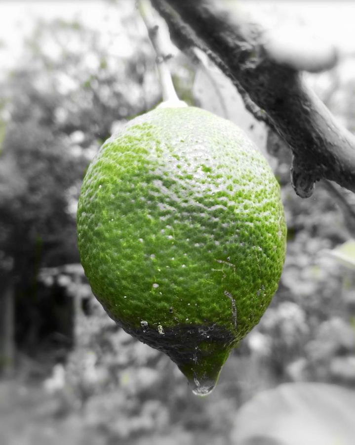 Casa Rural Limon Y Sol Sauzal Bagian luar foto